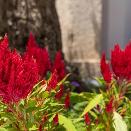 Gioja Mea Apartamento *